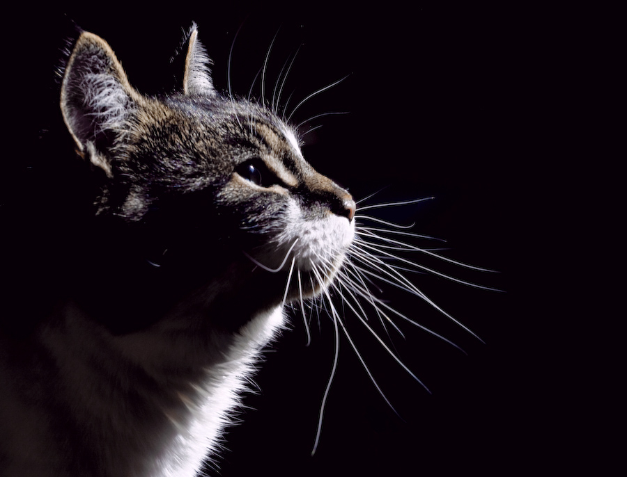 20080409162604_chirpswhiskas.jpg