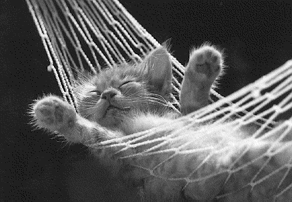 kitten2.gif